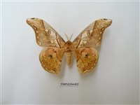 藏品(大綠目天蠶蛾)的圖片